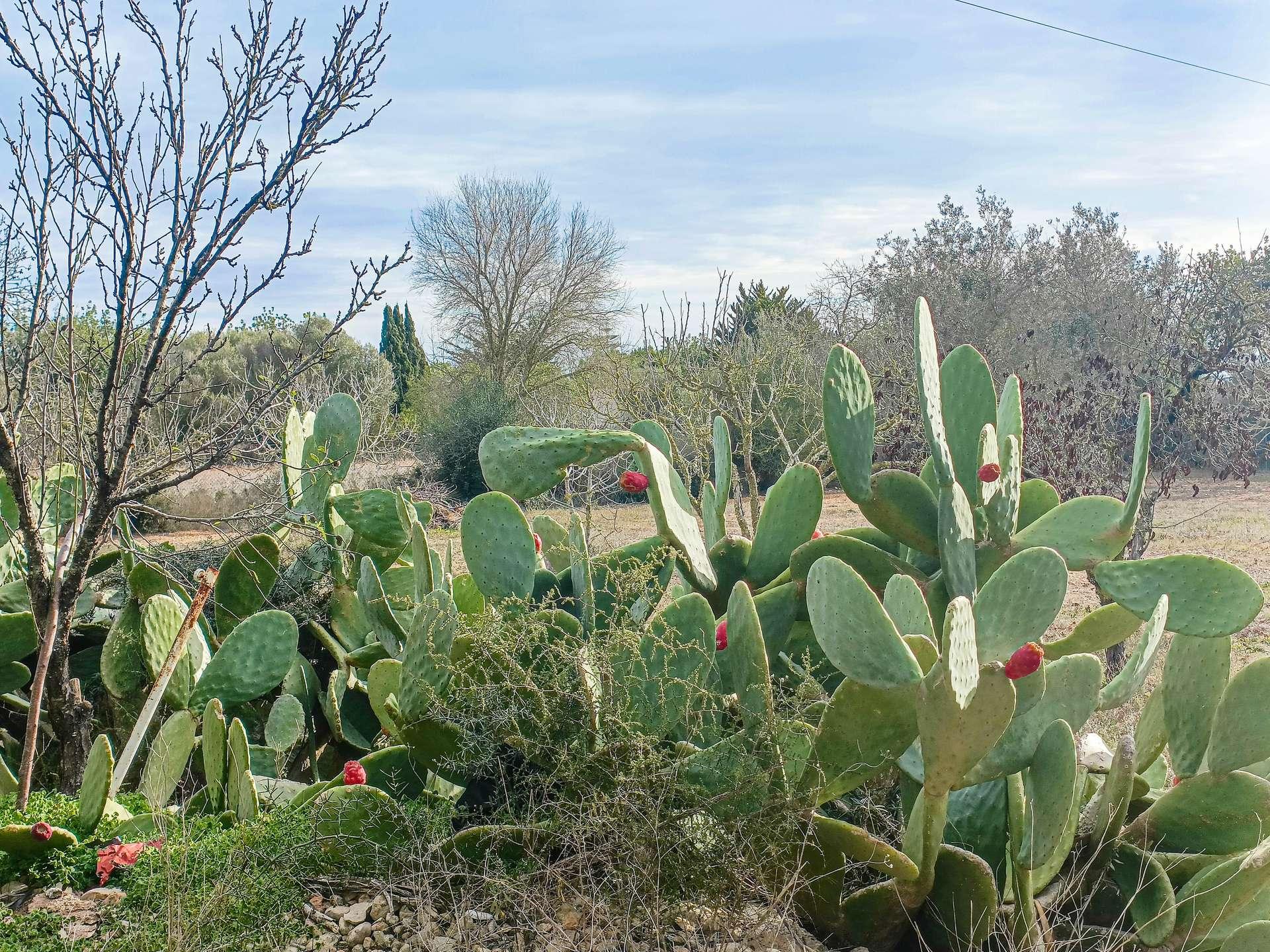 Garten - Jardin