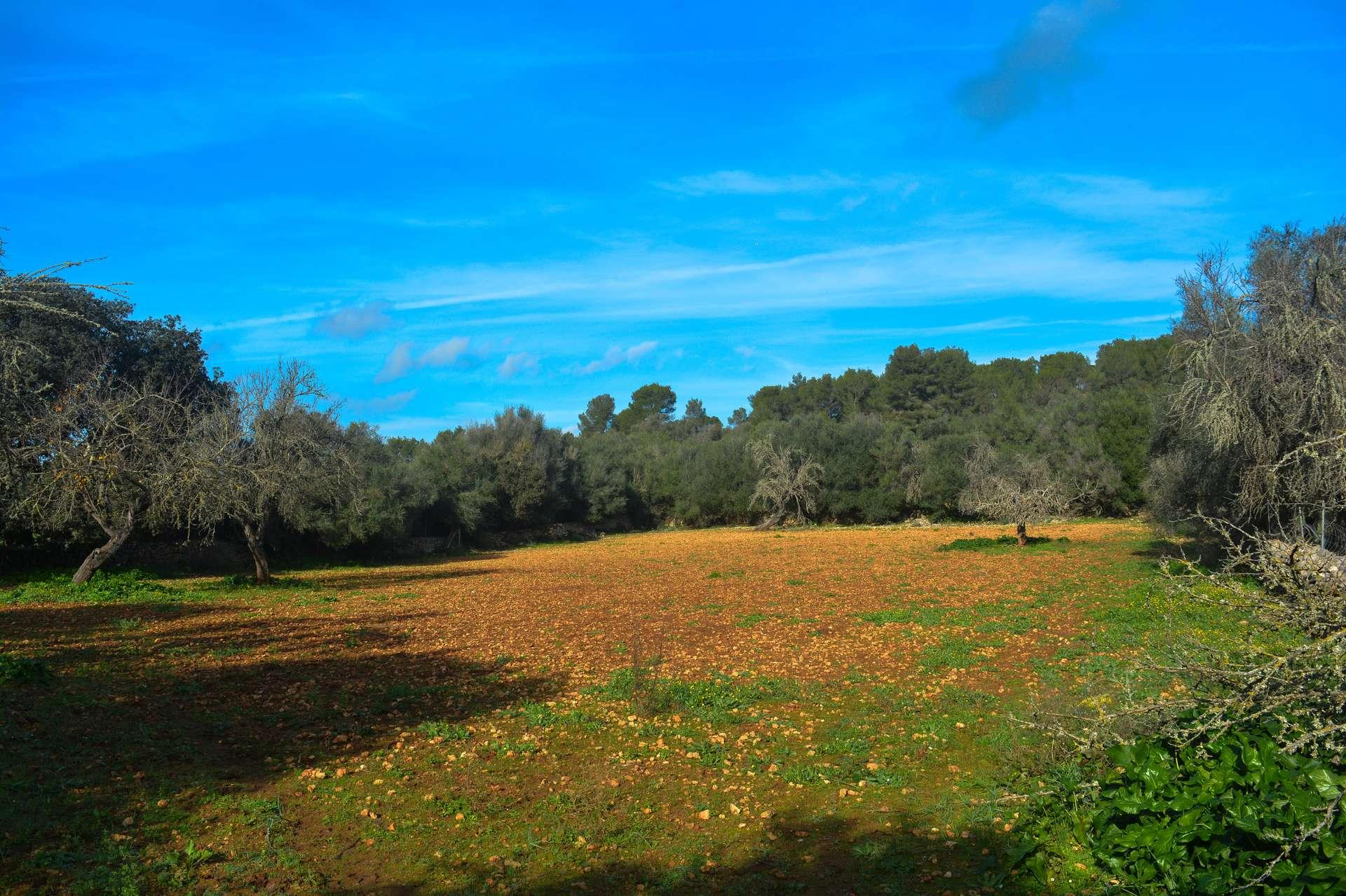 Landschaft/paisaje/landscape...