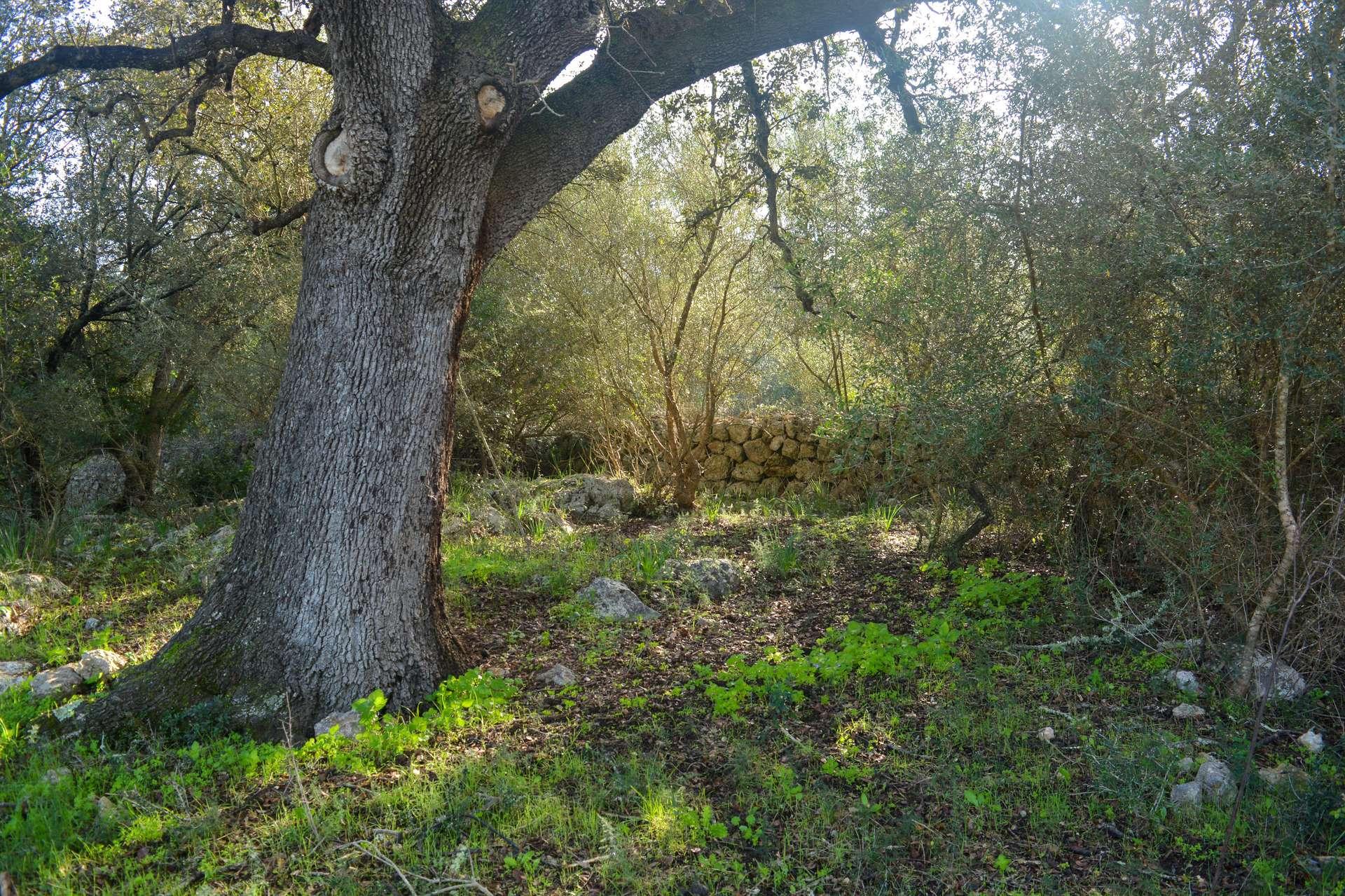 Alte Bäume/árboles viejos/old trees