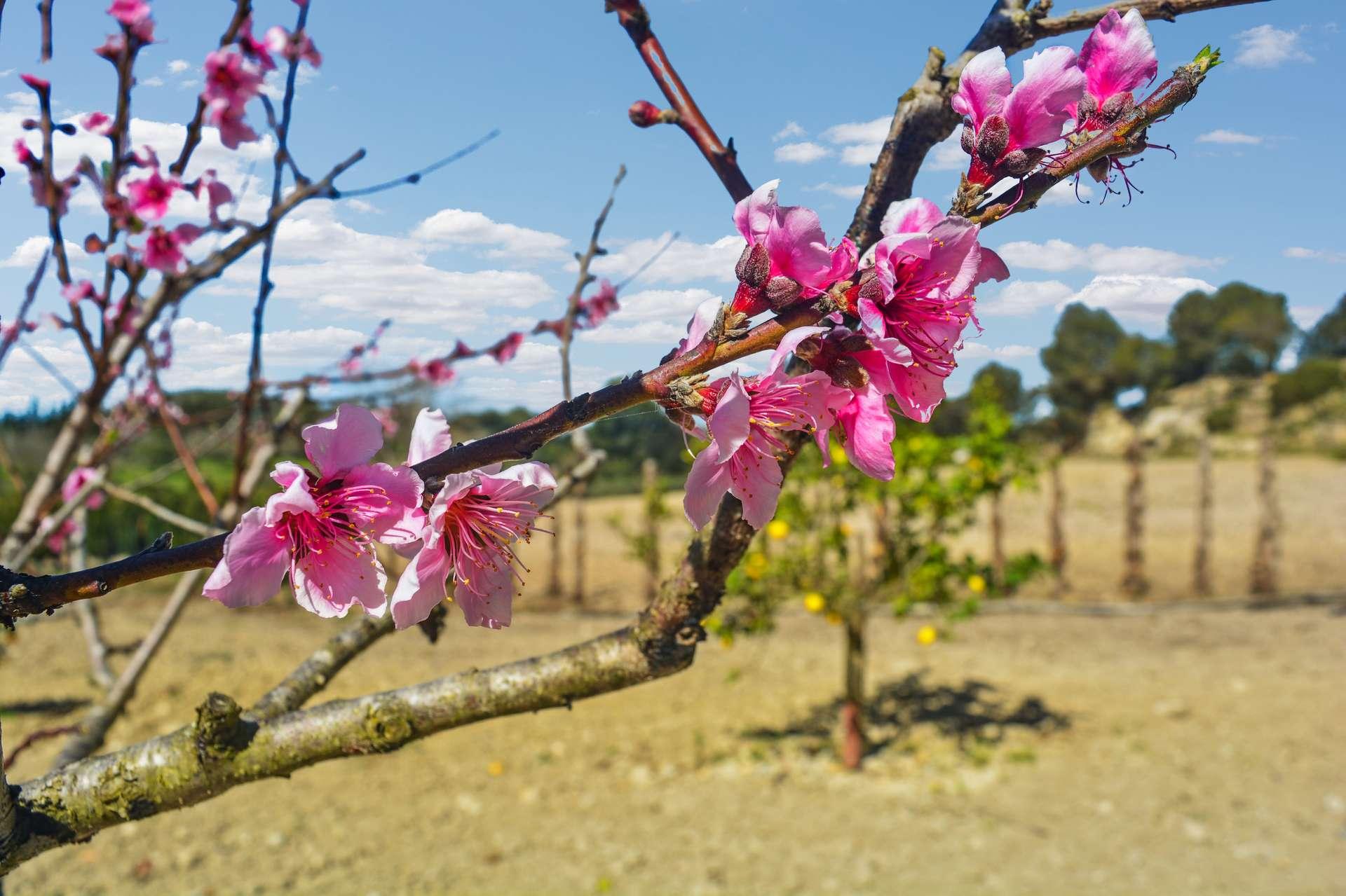 Blüten/flores/flowers