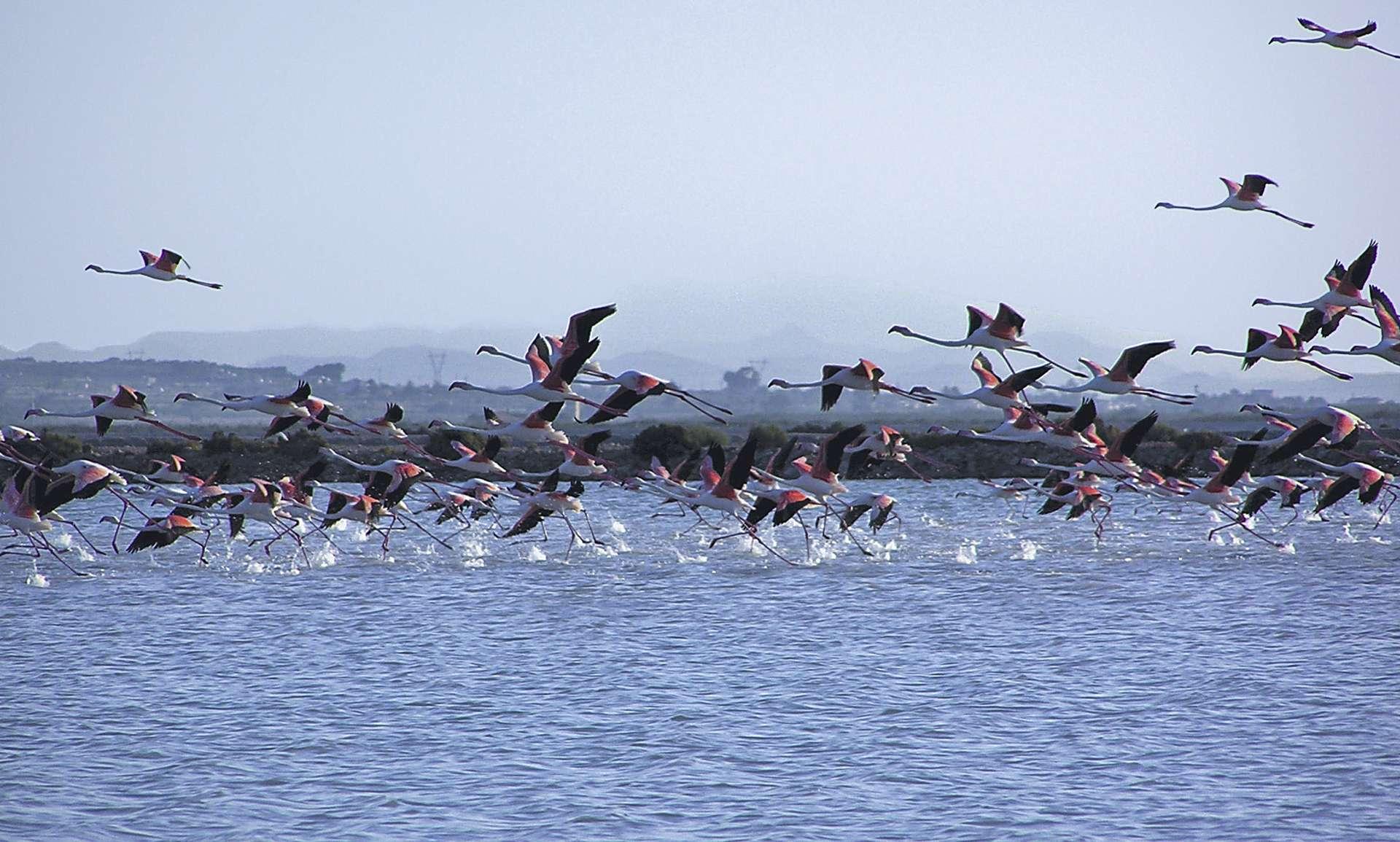 C13_Iconic_Gran Alacant_flamencos